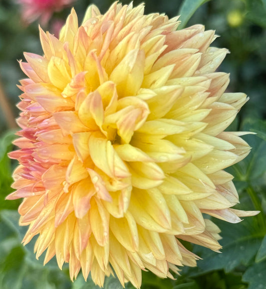 Woodland wondrous Dahlia