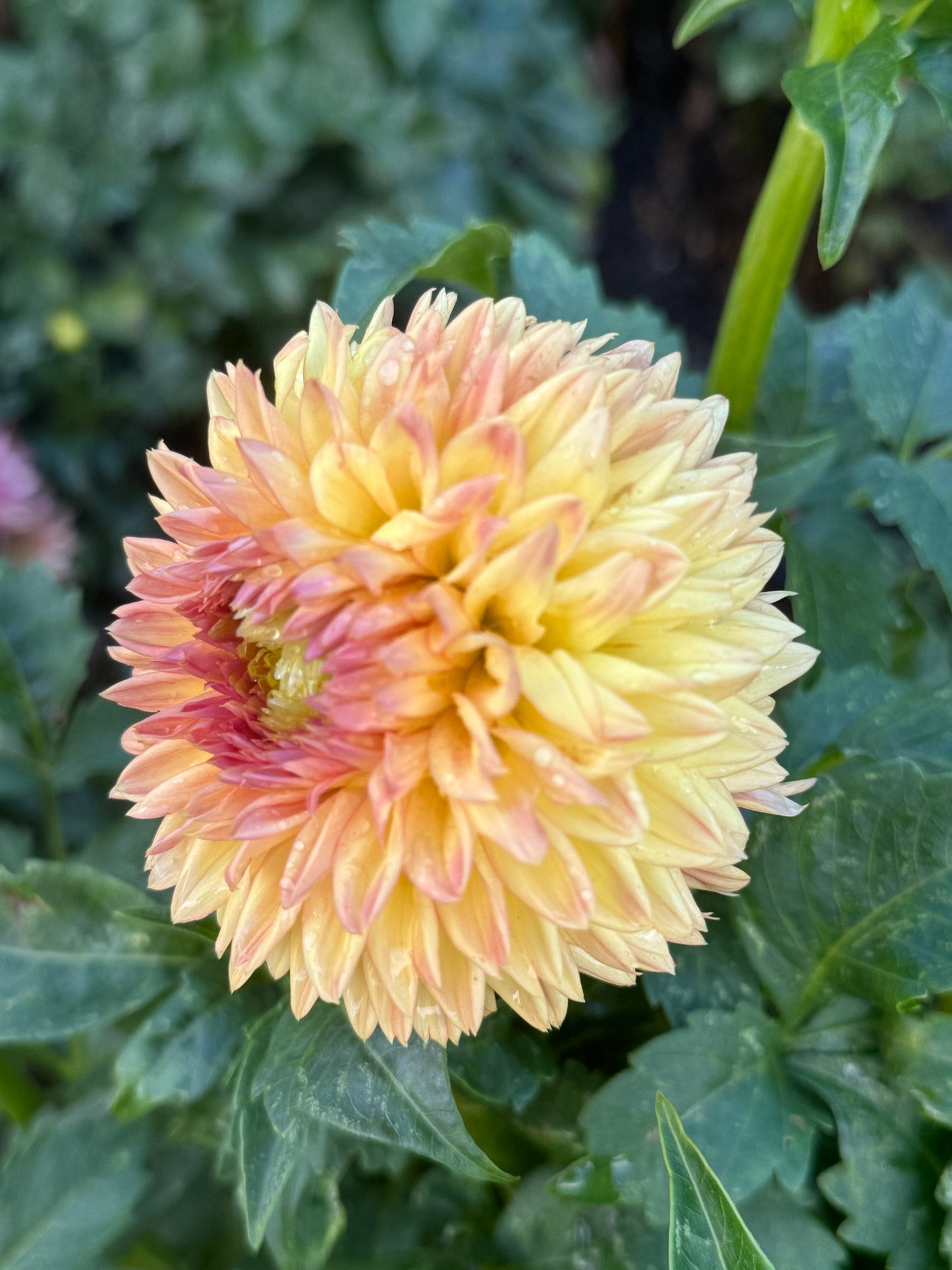 Woodland wondrous Dahlia