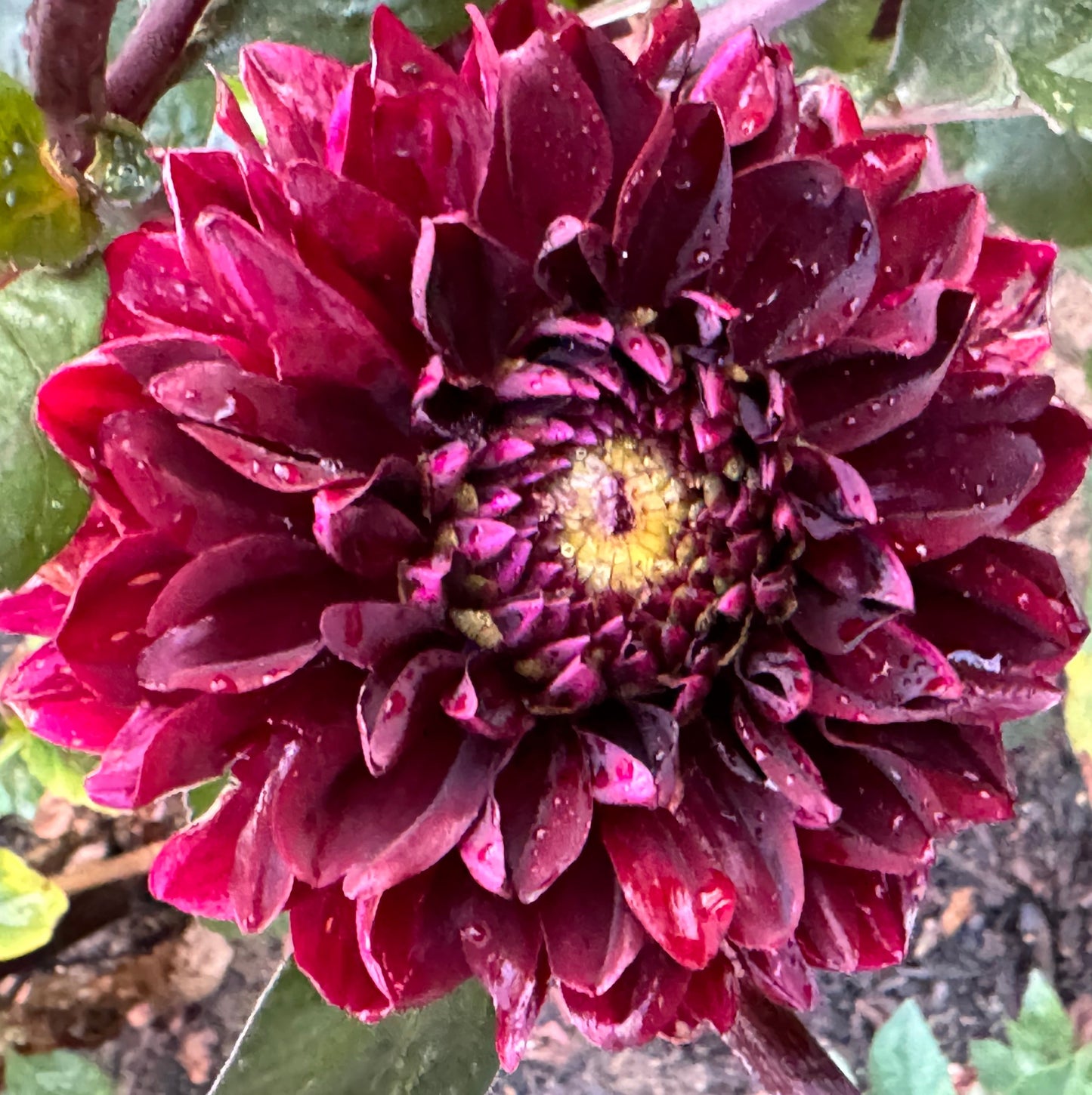 Rmona Dahlia