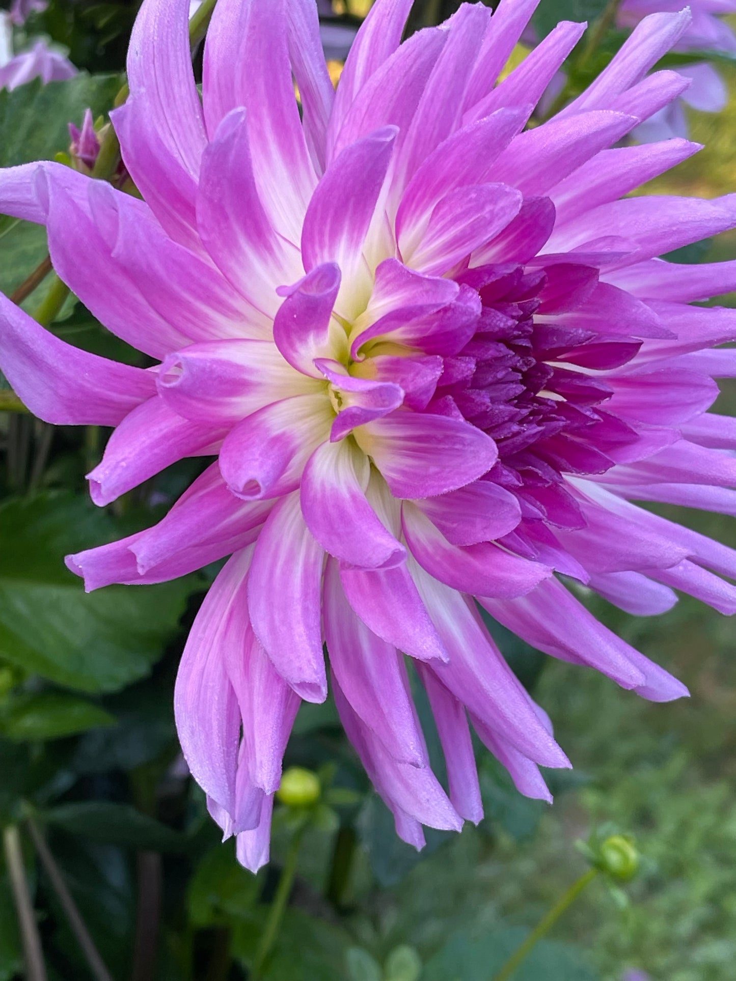 Bold Accent Dahlia