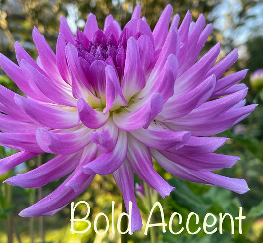 Bold Accent Dahlia
