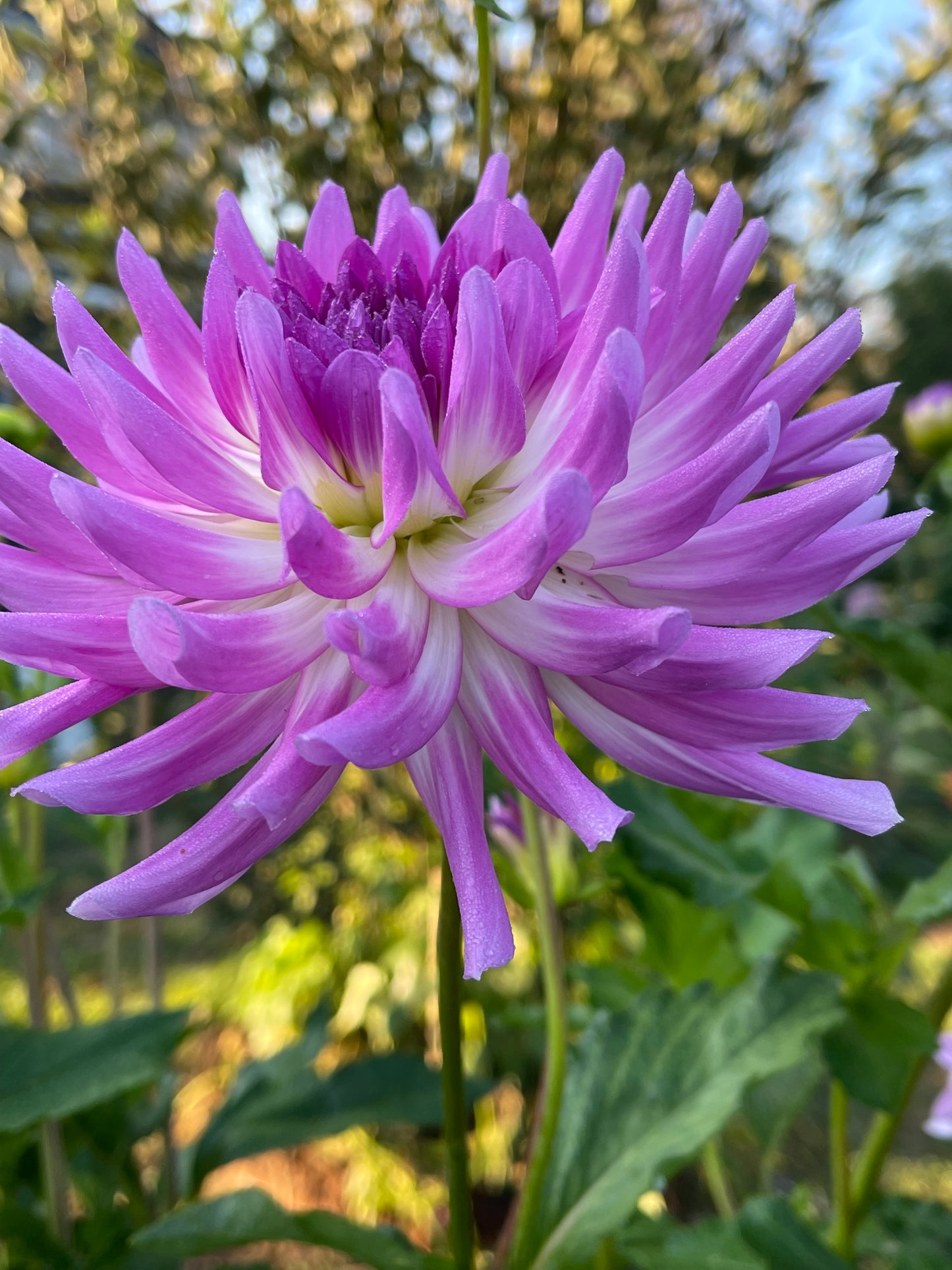 Bold Accent Dahlia
