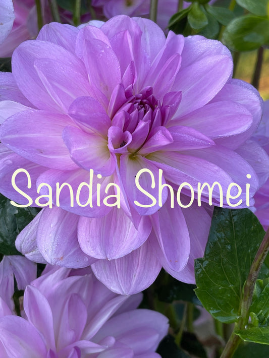 Sandia Shomei Dahlia