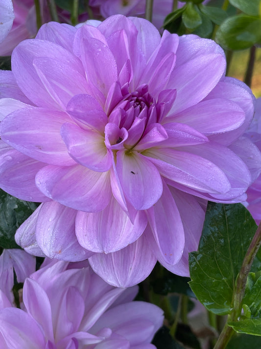 Unicorn Dreams Dahlia