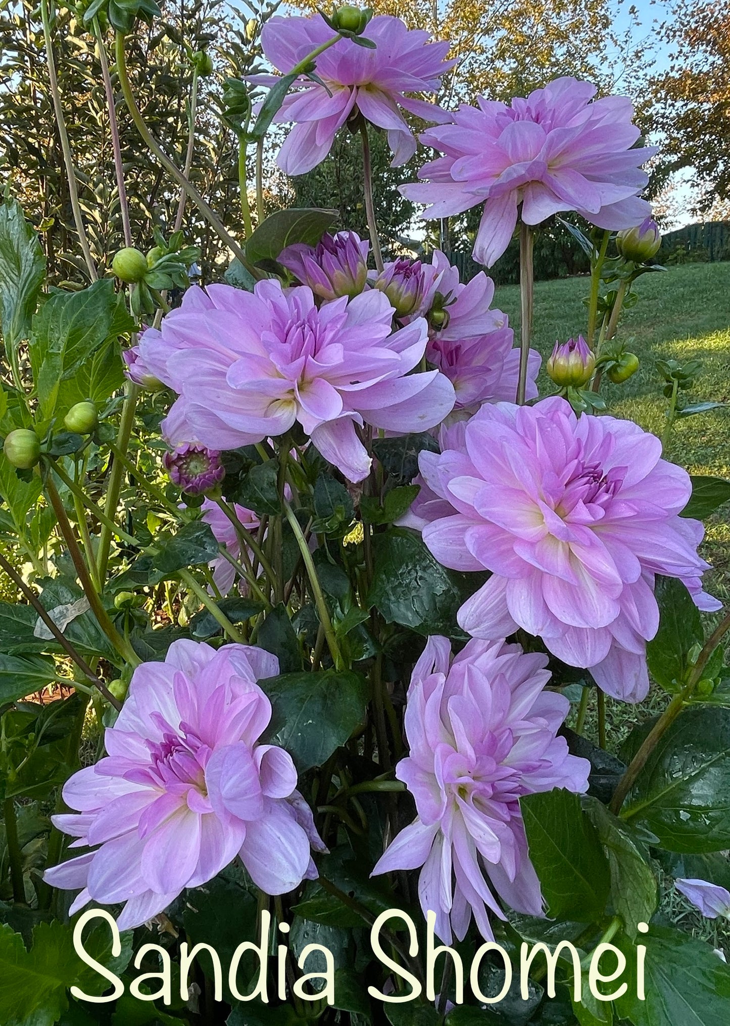 Sandia Shomei Dahlia