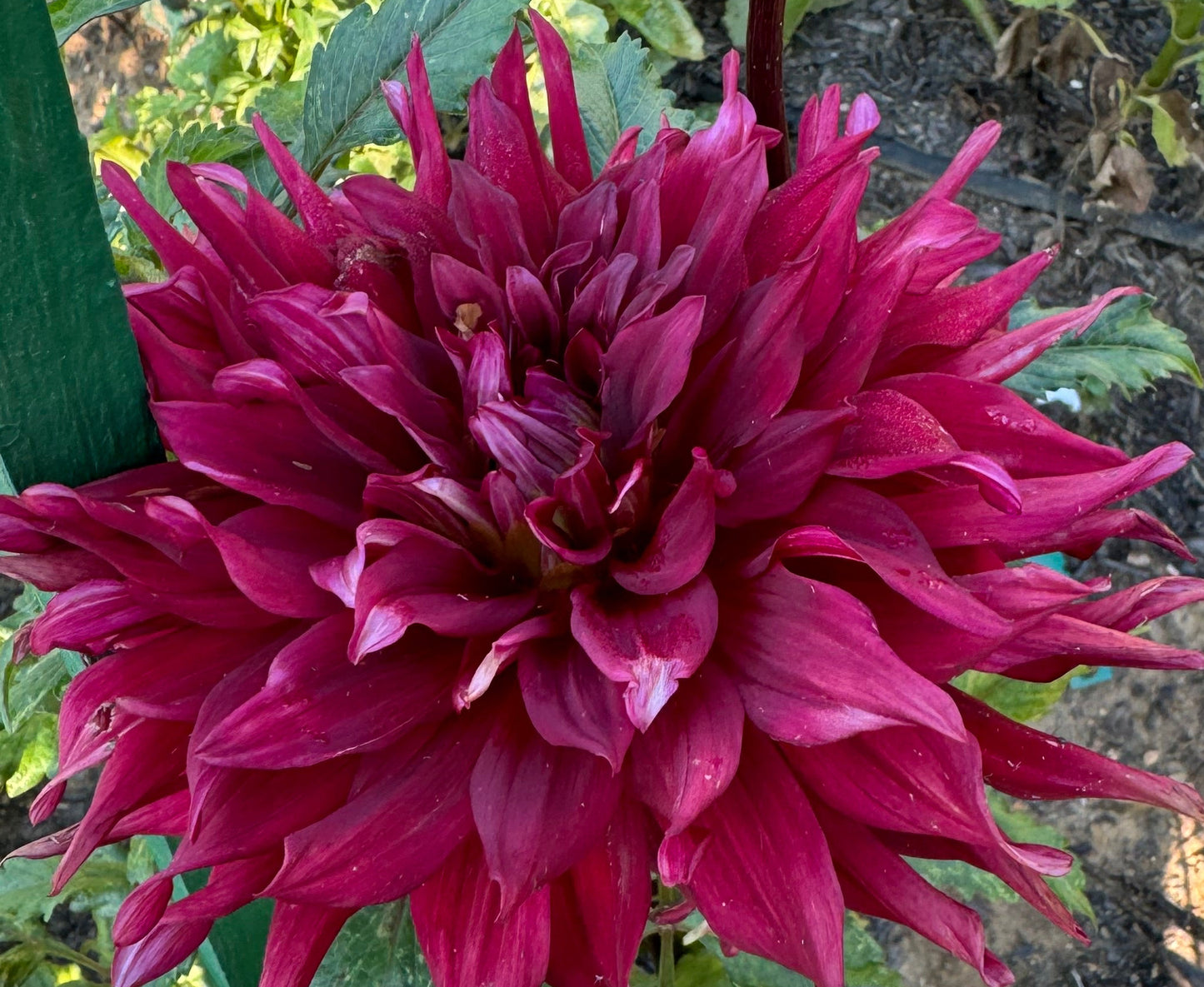 Dr Less Dahlia