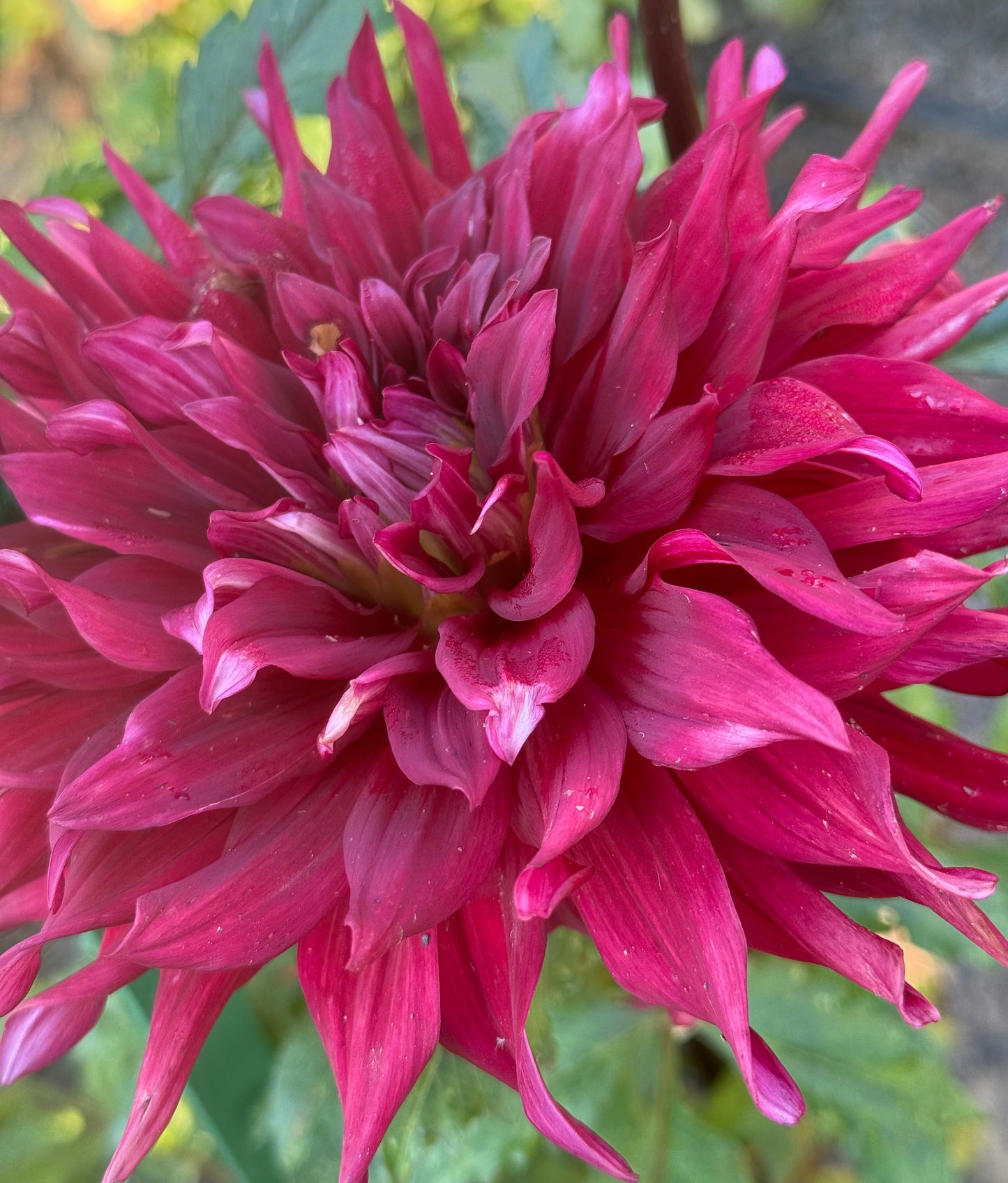 Dr Less Dahlia