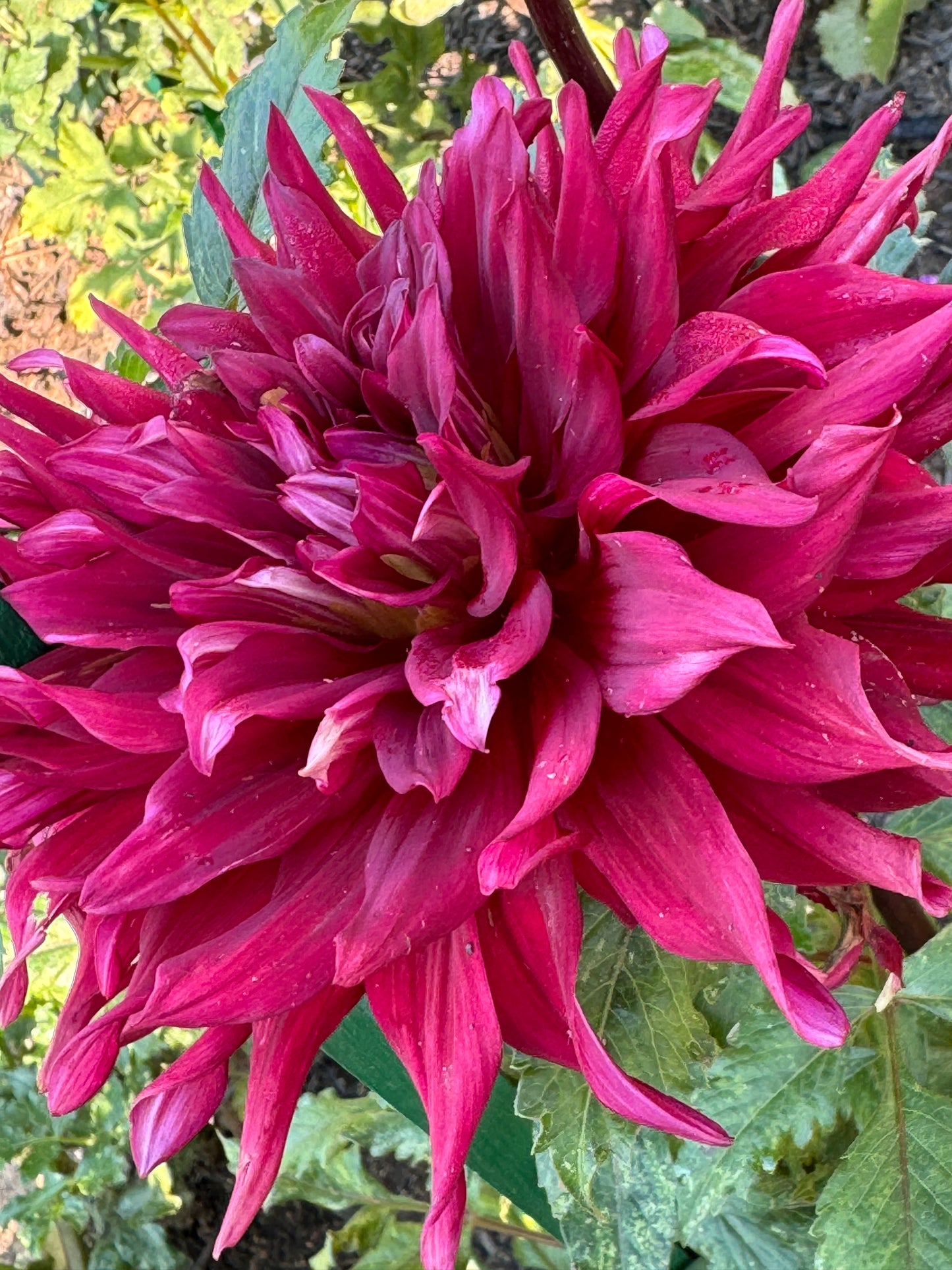 Dr Less Dahlia