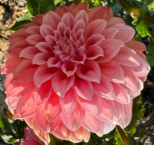 Peaches N Cream Dahlia