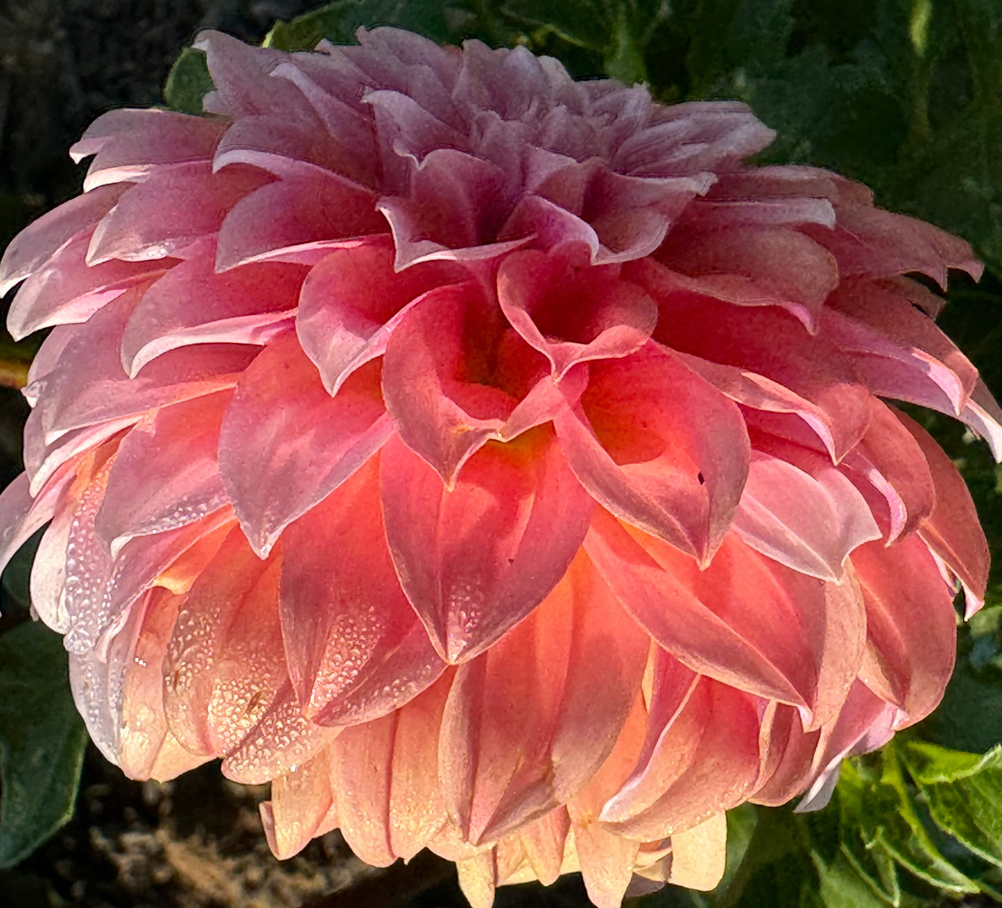 Peaches N Cream Dahlia