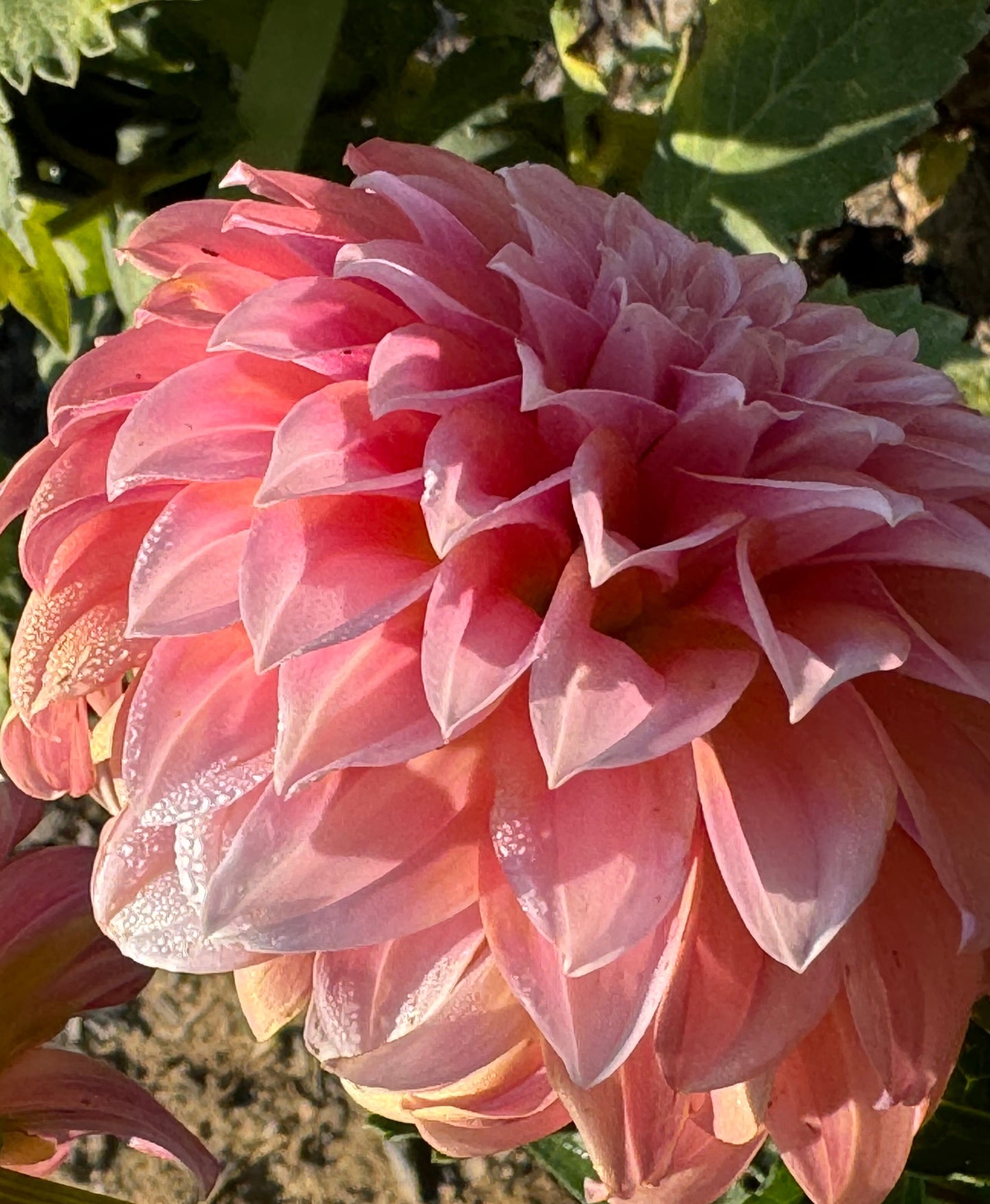 Peaches N Cream Dahlia