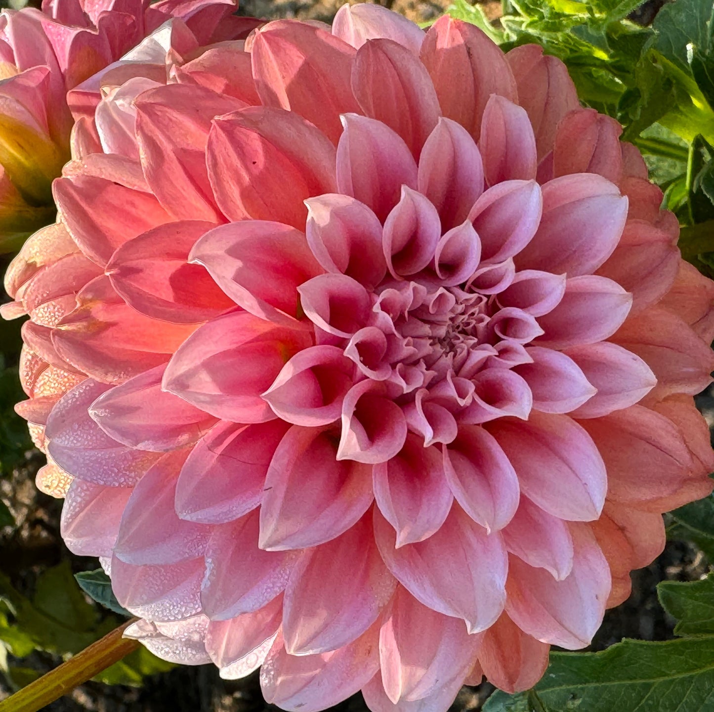 Peaches N Cream Dahlia