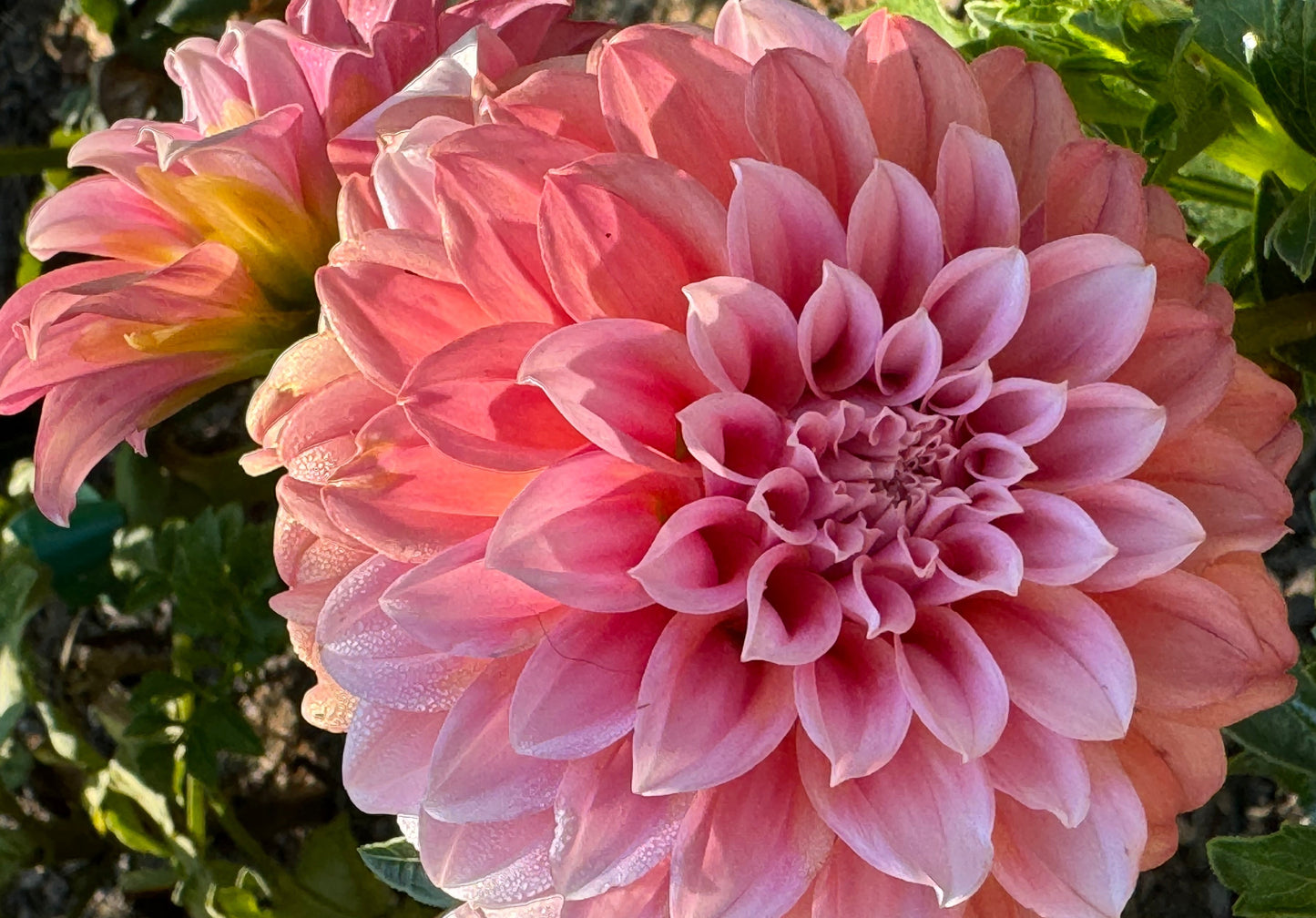 Peaches N Cream Dahlia