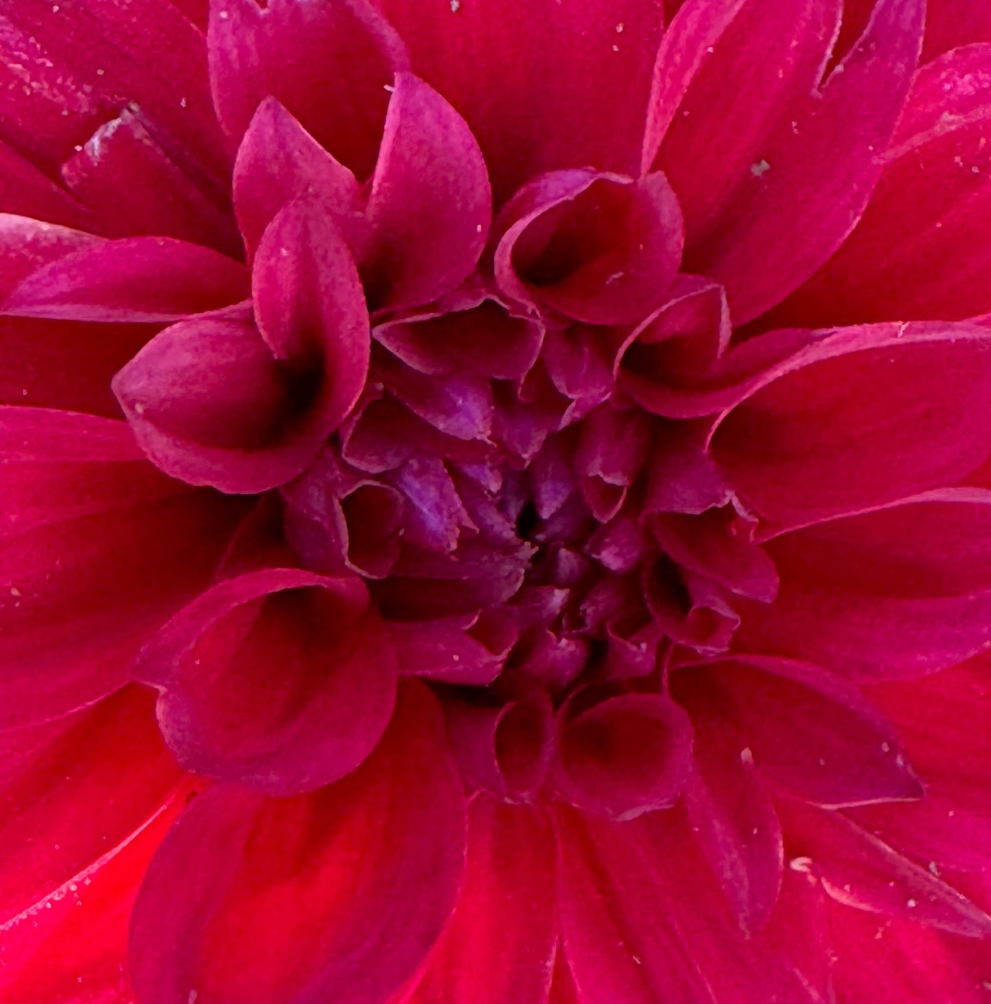 Smarty Pans Dahlia