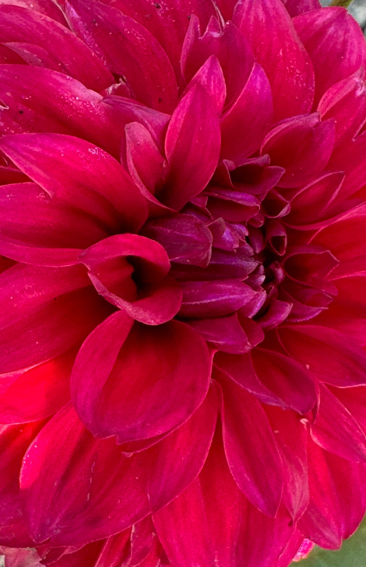 Smarty Pans Dahlia