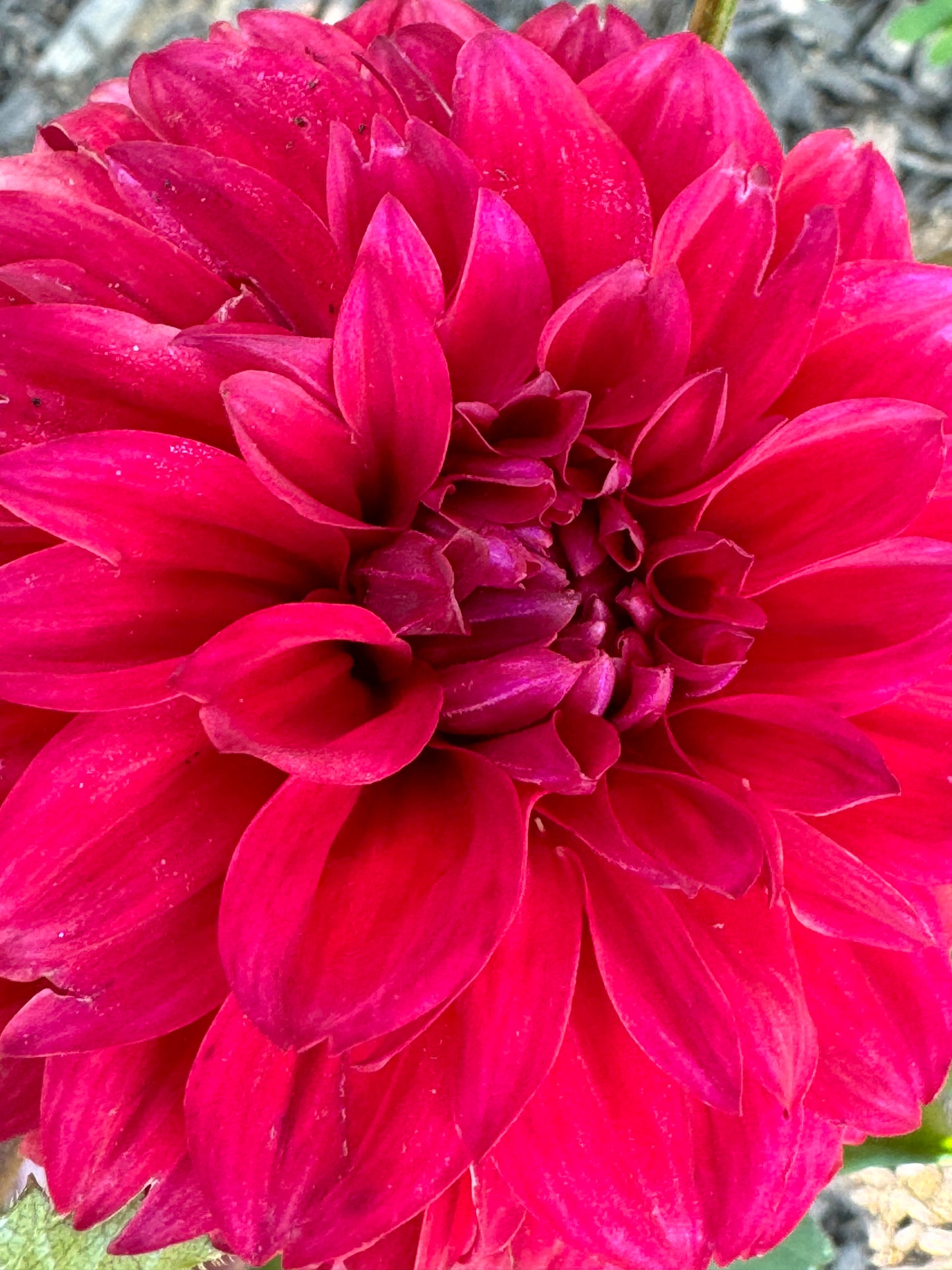Smarty Pans Dahlia