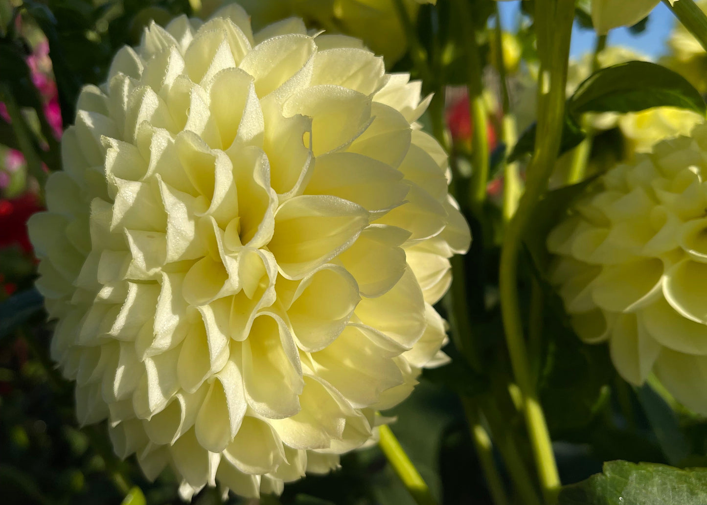 Polventon Supreme Dahlia