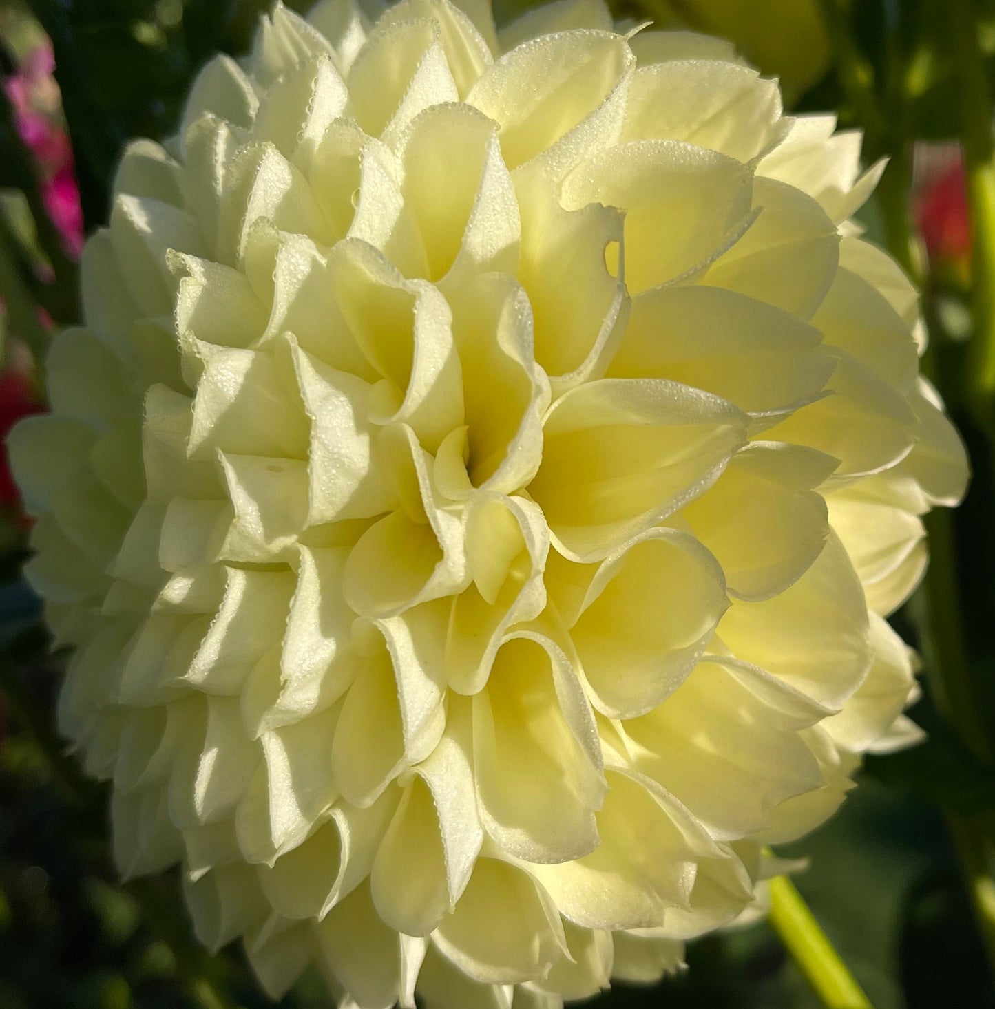 Irish Moon Dahlia