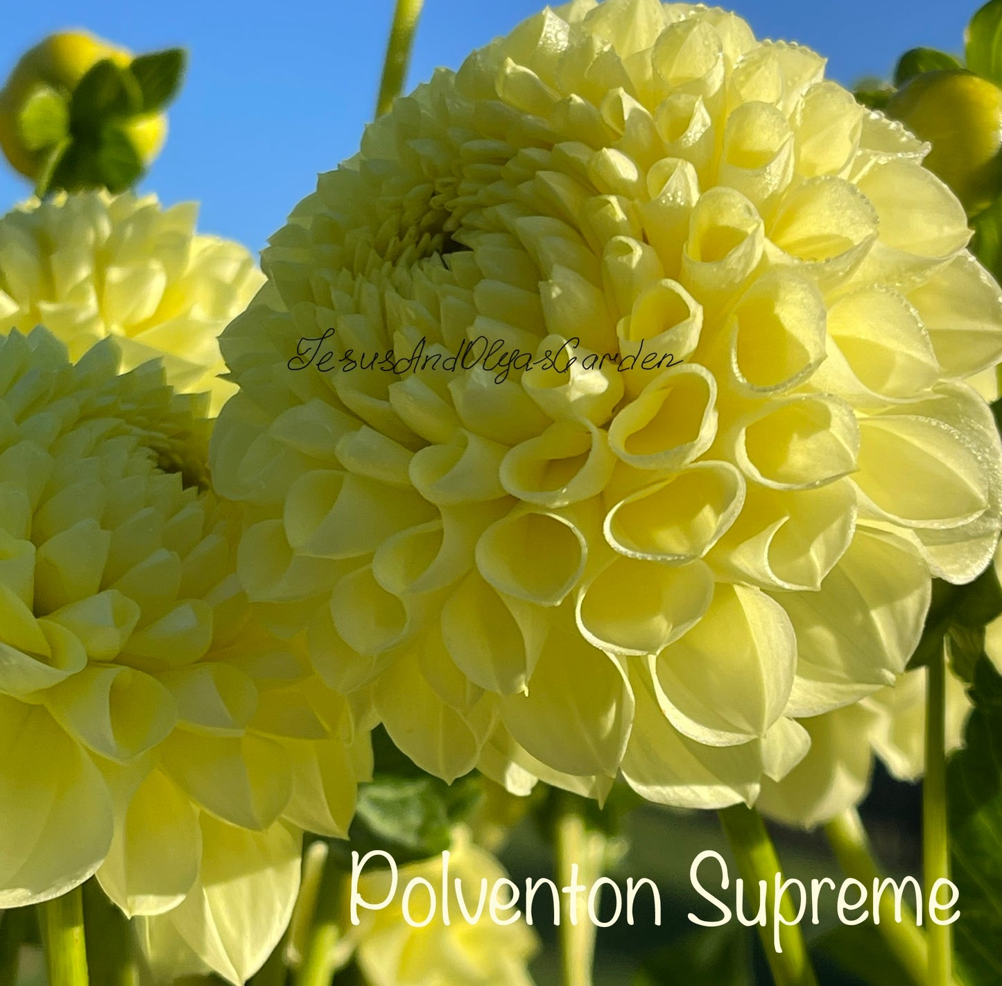 Polventon Supreme Dahlia