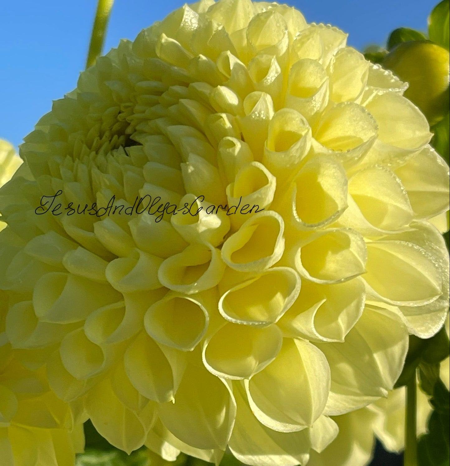 Irish Moon Dahlia