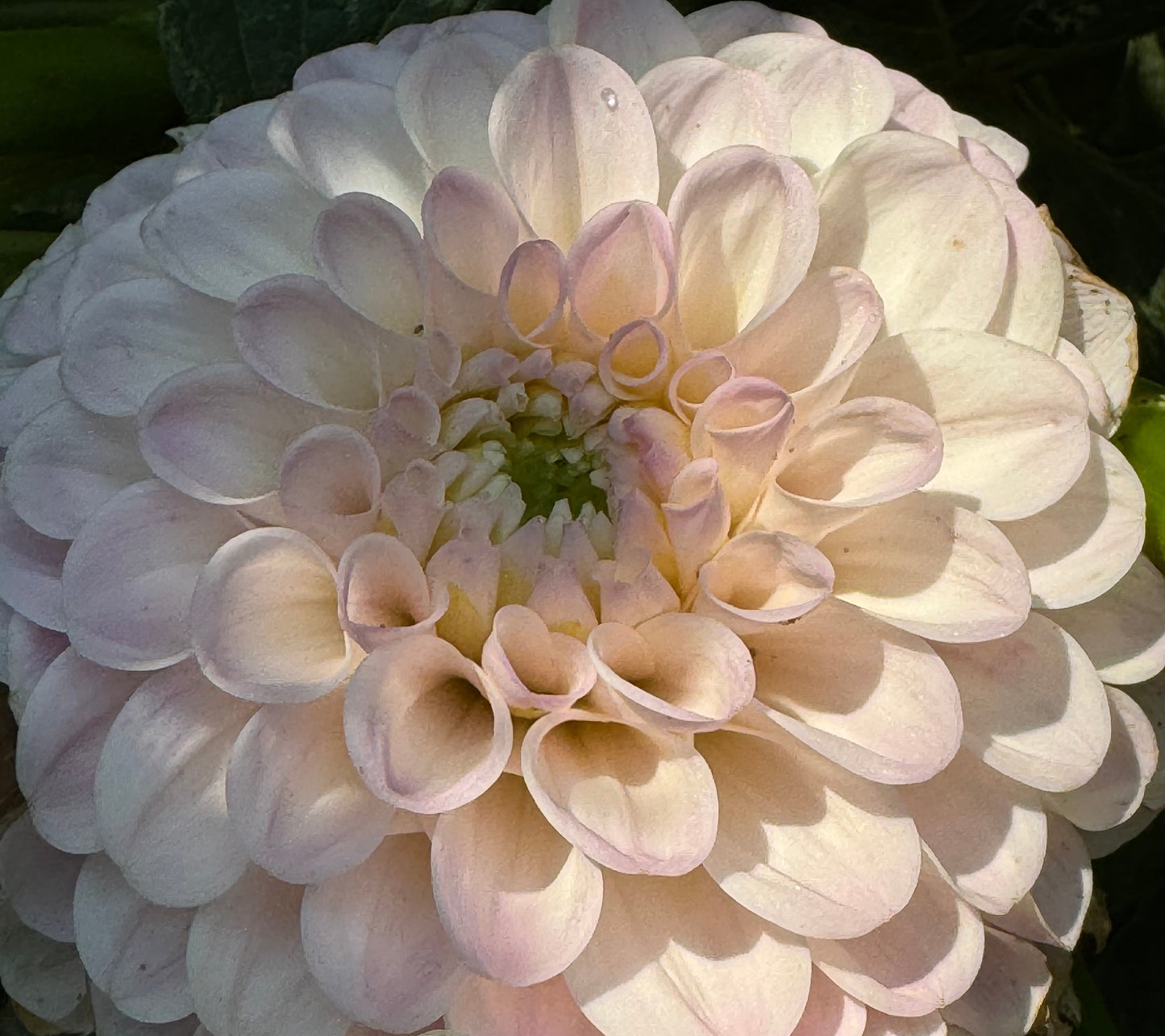 20th Avenue Memory Dahlia