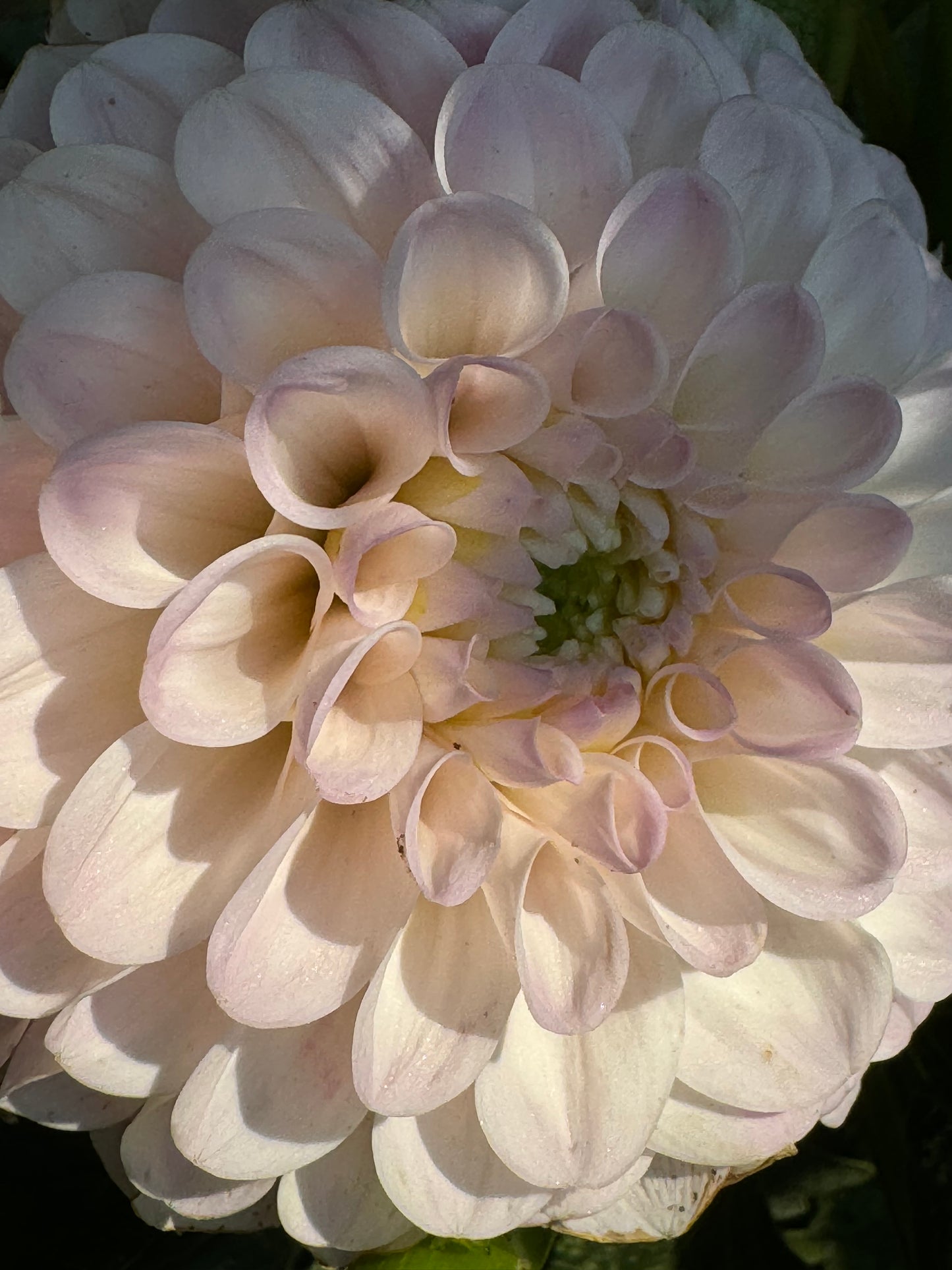 20th Avenue Memory Dahlia