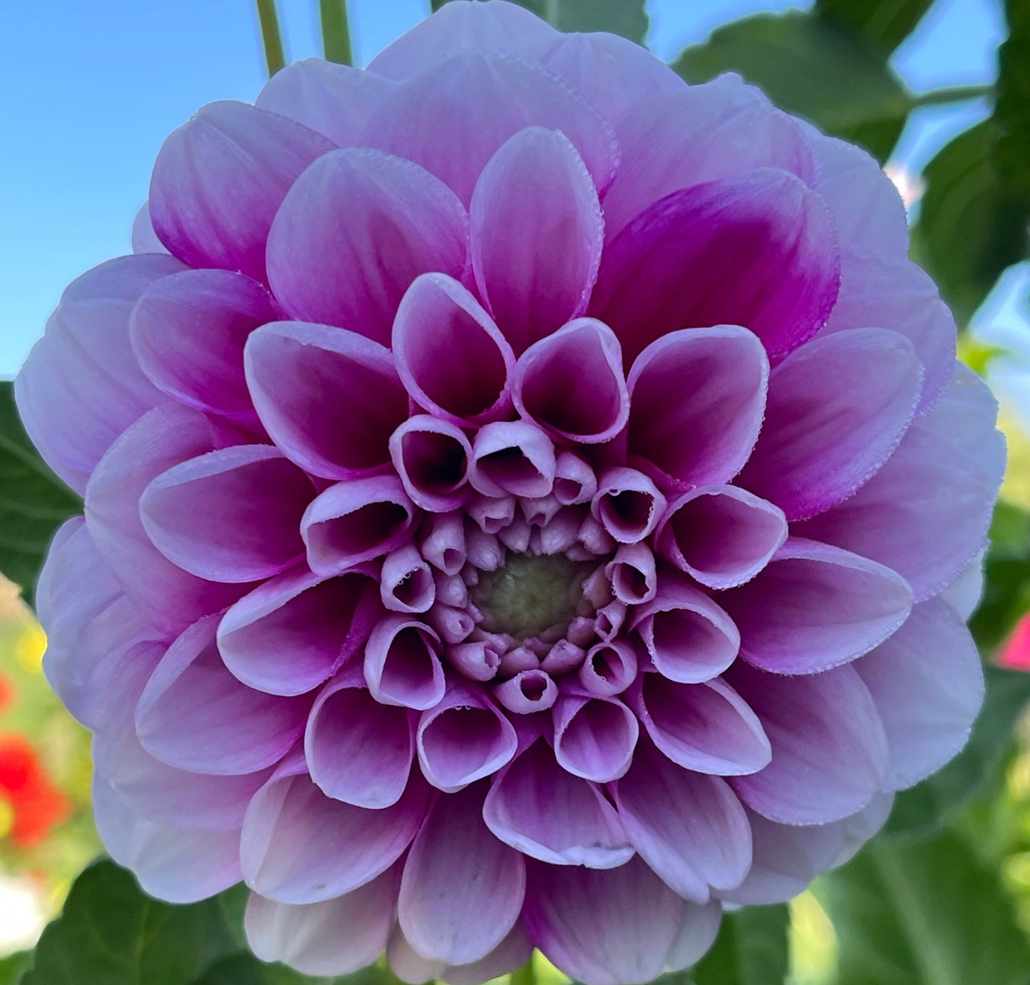 B-Man Dahlia