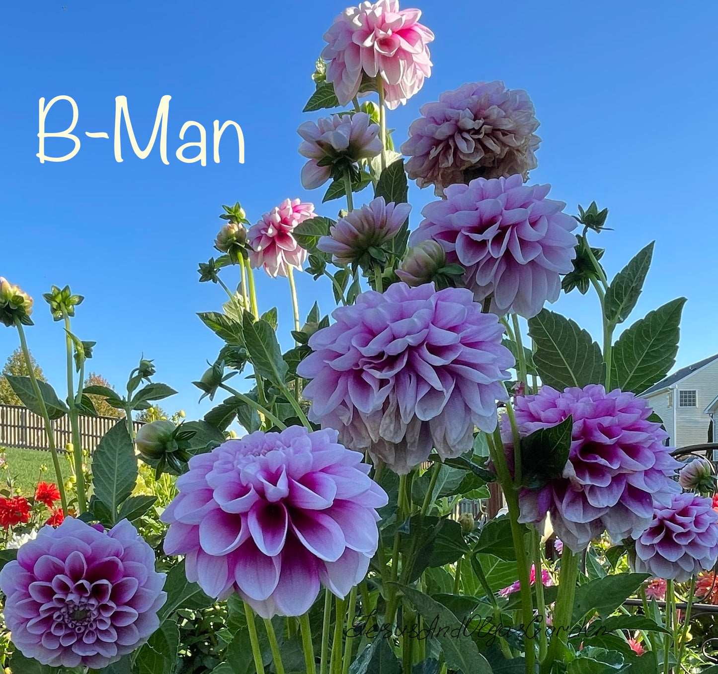 B-Man Dahlia