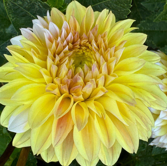 Ova Jo Dahlia