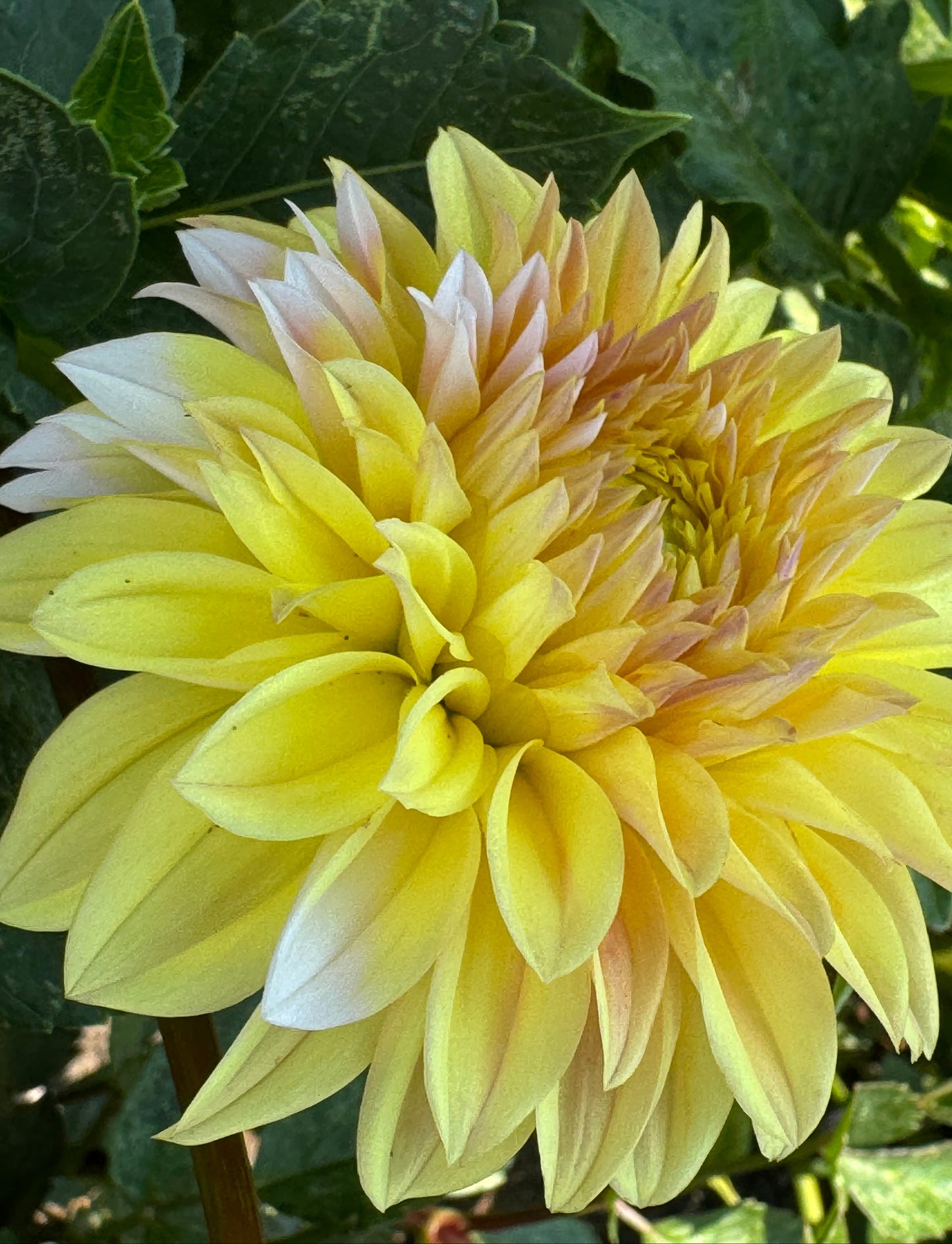 Ova Jo Dahlia