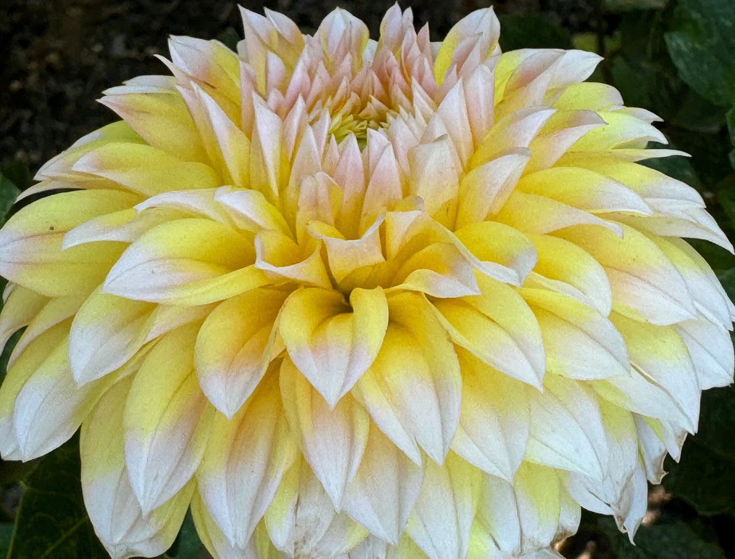 Ova Jo Dahlia