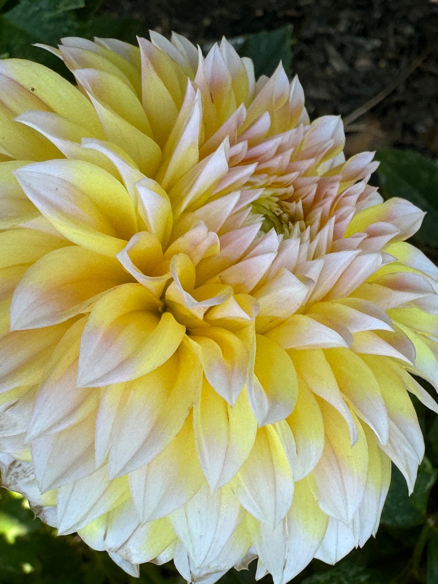Ova Jo Dahlia