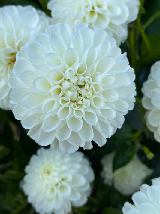 Boom Boom White Dahlia