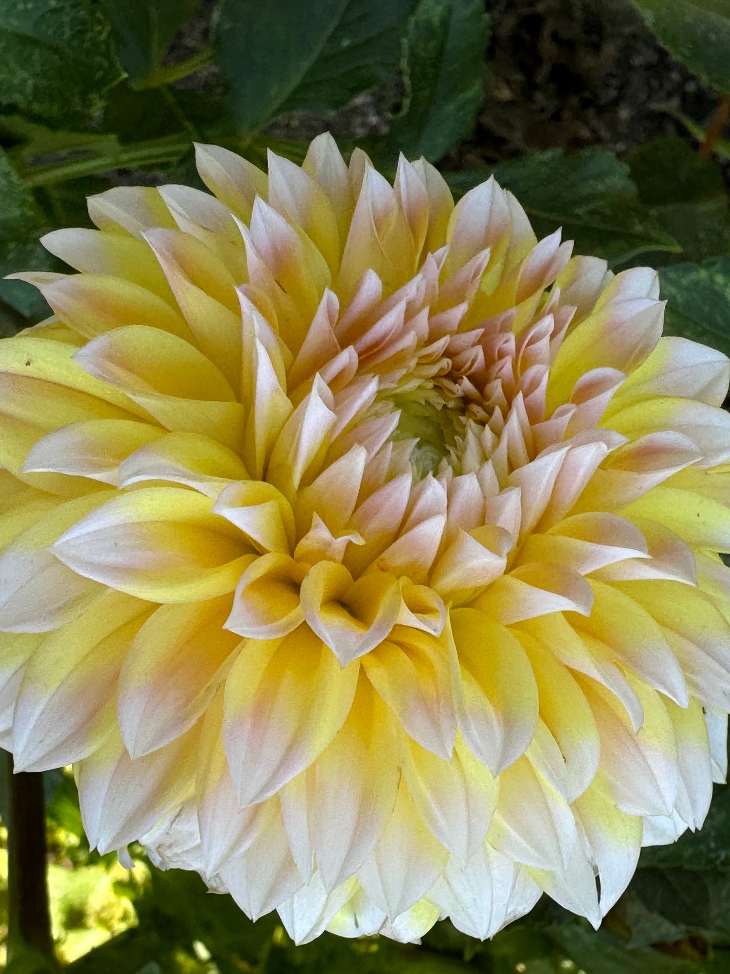 Ova Jo Dahlia