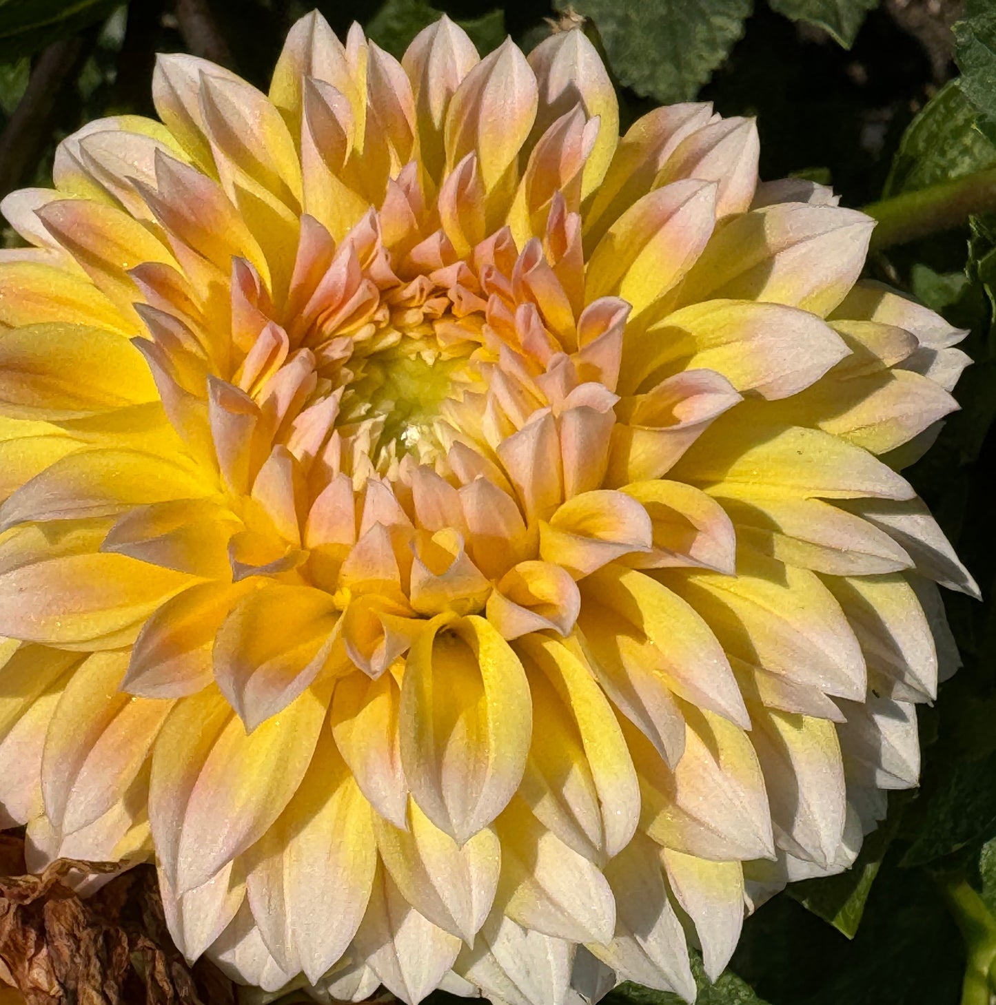 Ova Jo Dahlia