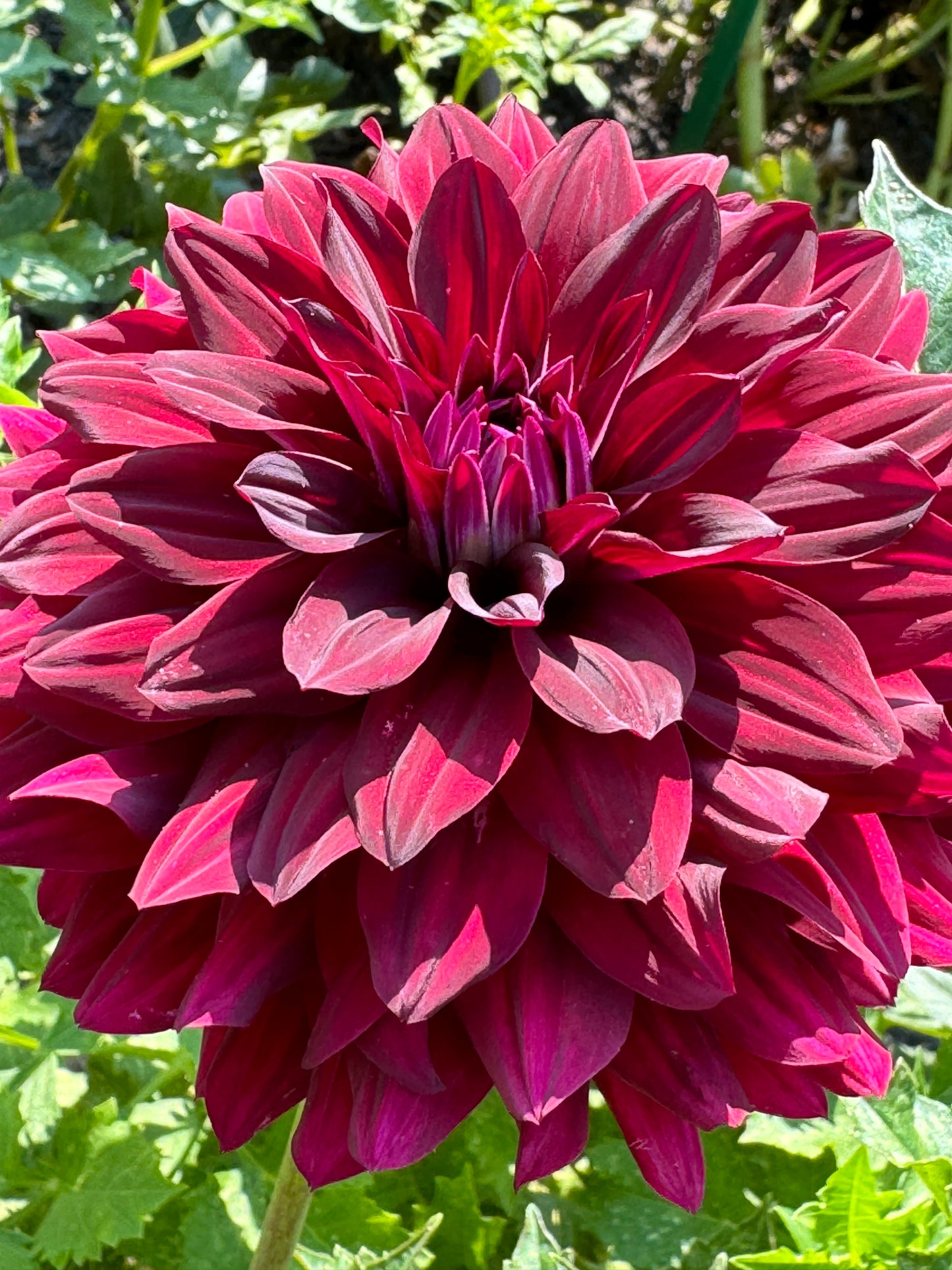 Hollyhill Black Beauty Dahlia