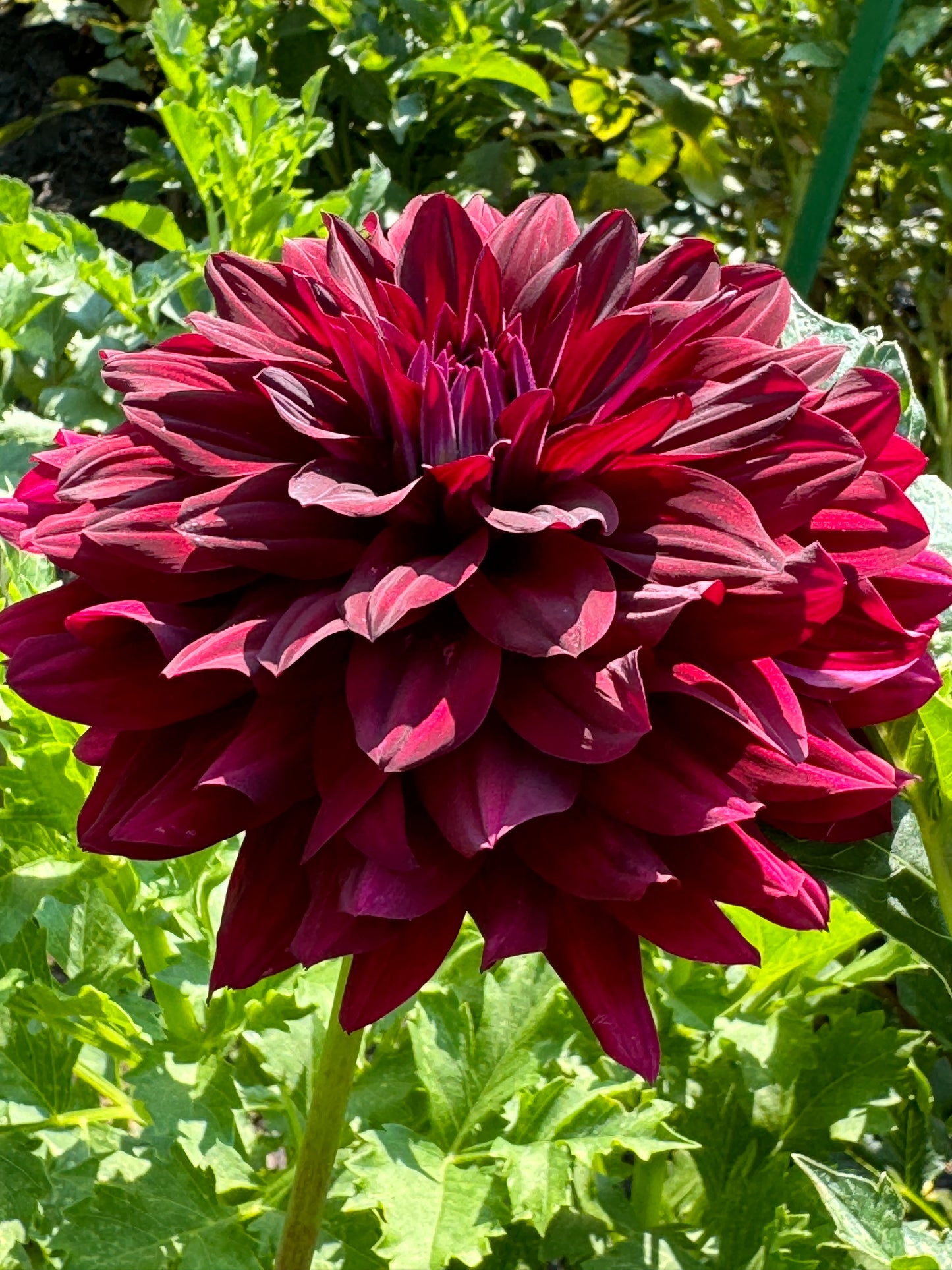 Hollyhill Black Beauty Dahlia