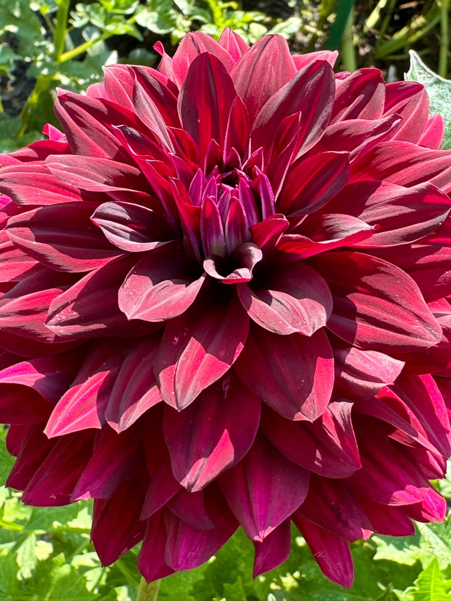 Hollyhill Black Beauty Dahlia