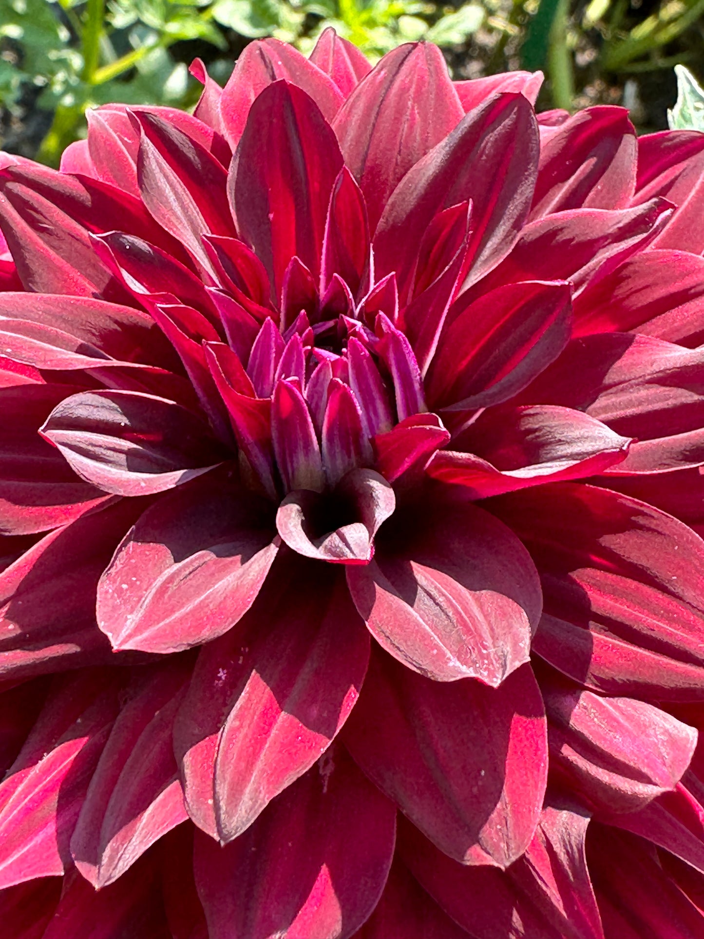 Hollyhill Black Beauty Dahlia