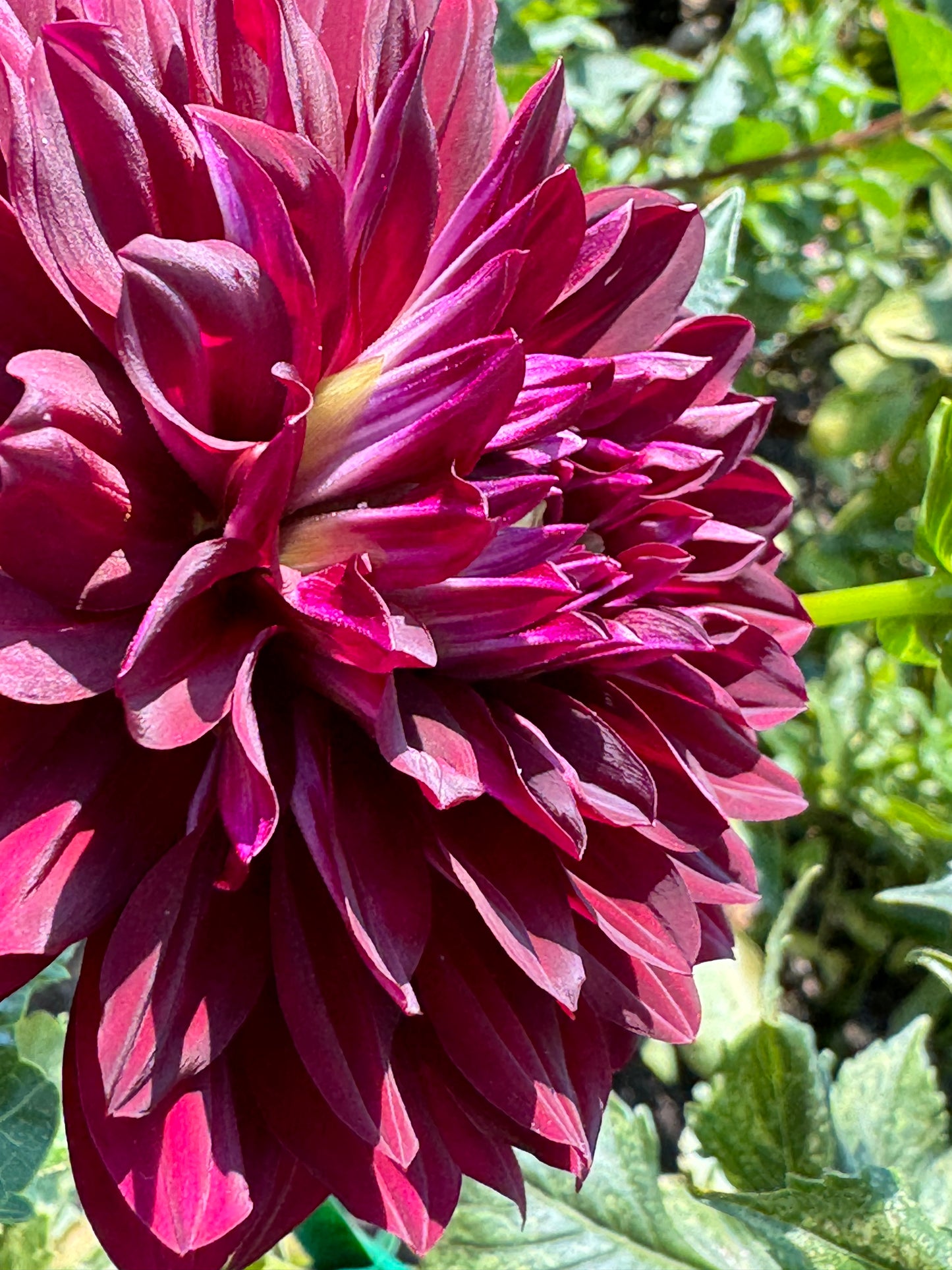 Hollyhill Black Beauty Dahlia