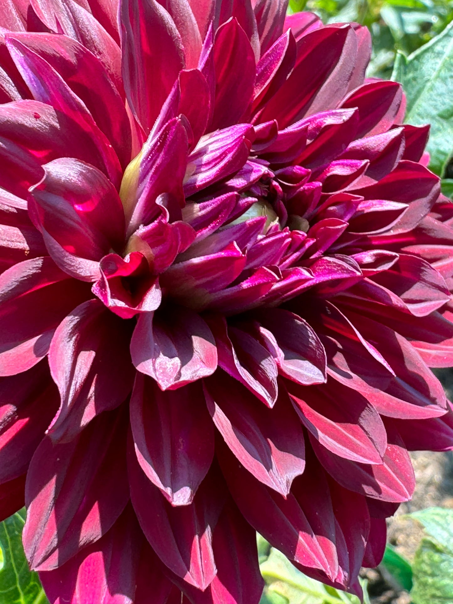 Hollyhill Black Beauty Dahlia