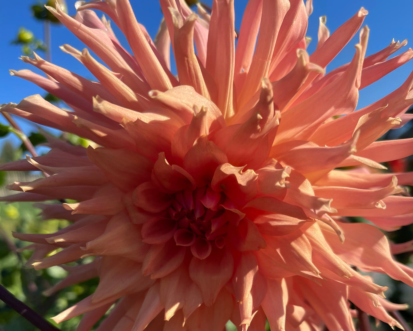 Terracotta Dahlia