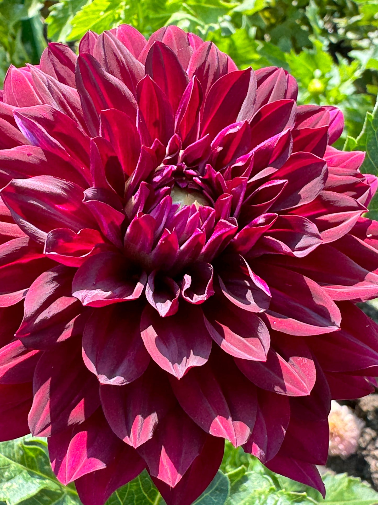 Hollyhill Black Beauty Dahlia