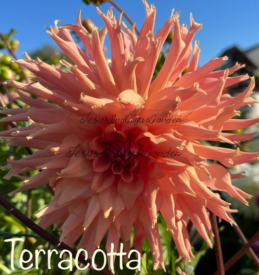 Terracotta Dahlia