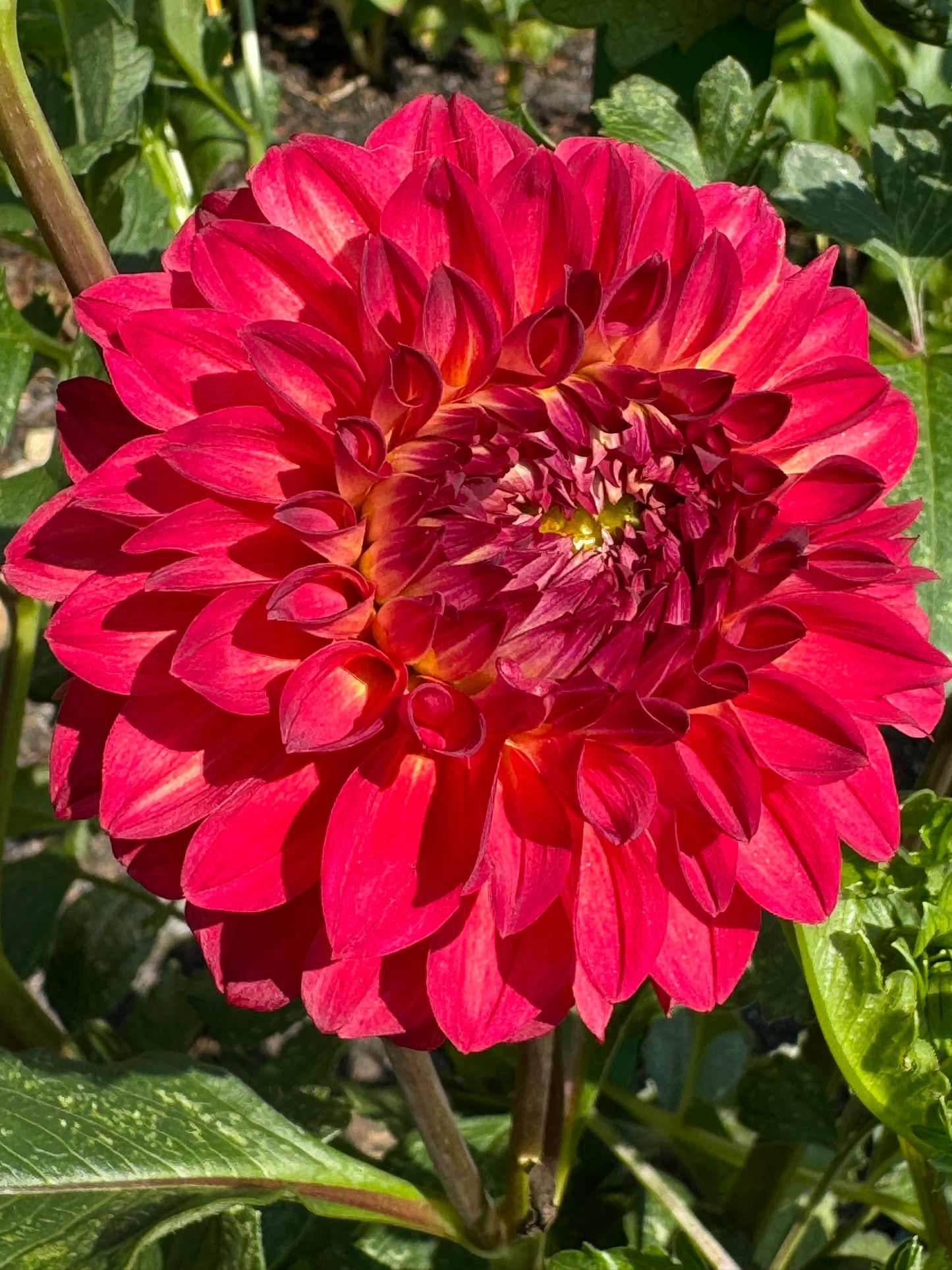 Chimacum Nadjae Dahlia