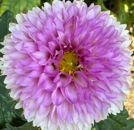 Wizard of Oz Dahlia