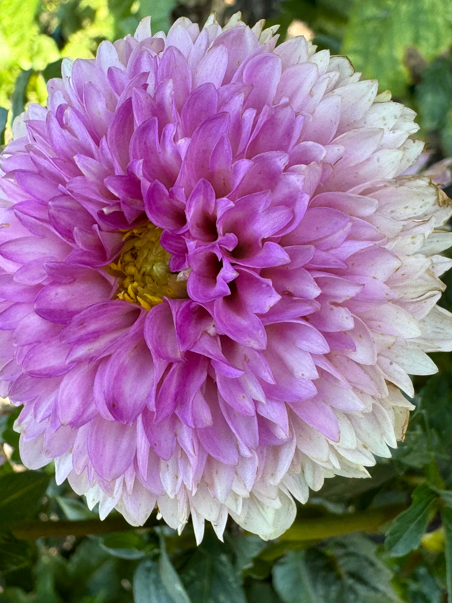 Wizard of Oz Dahlia