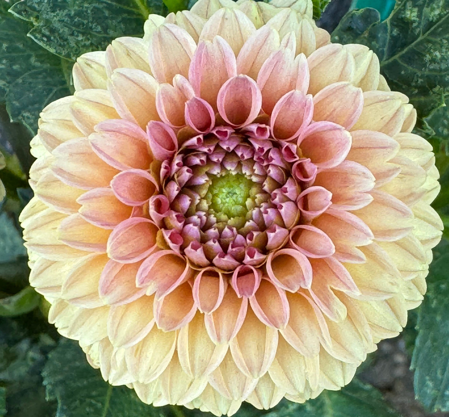 Rose Toscano Dahlia