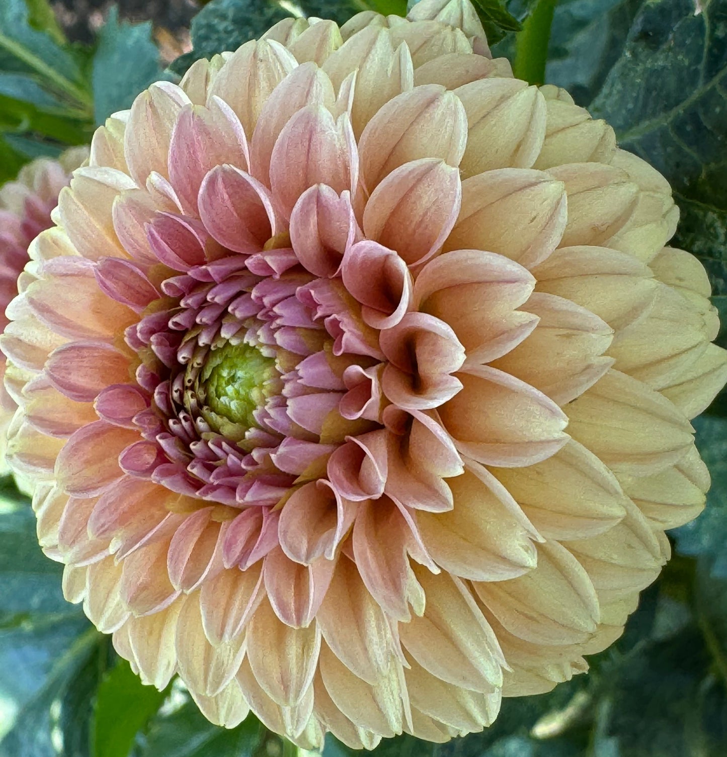 Rose Toscano Dahlia