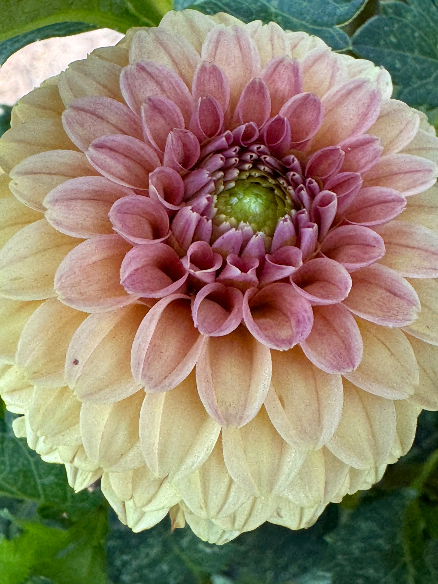 Rose Toscano Dahlia